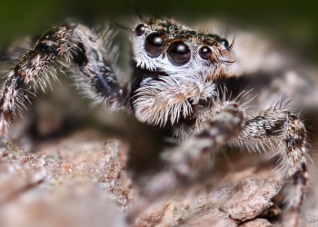 Learn about spiders at the South Fork Natural History Museum. Photo credit: Jeff Burcher