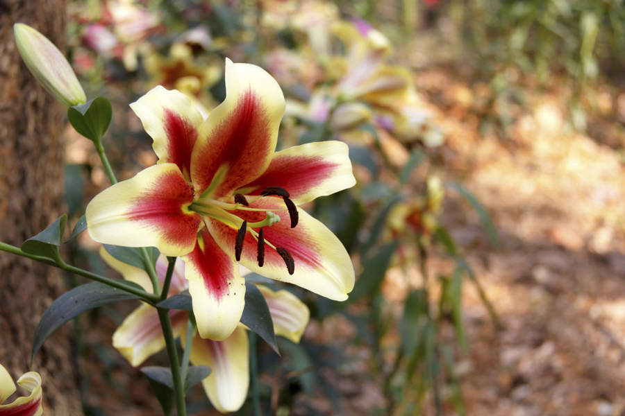 beautiful lily in the garden.
