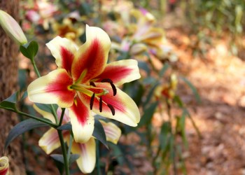 beautiful lily in the garden.