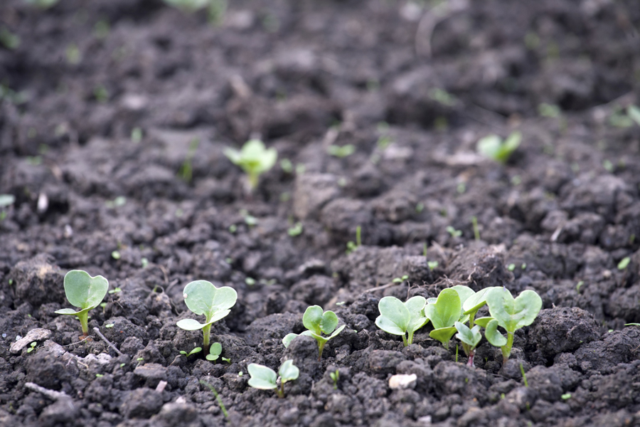 first green sprouts