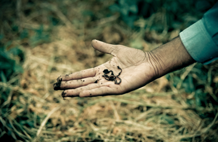 Earthworms in farmer's hand