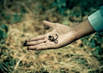 Earthworms in farmer's hand