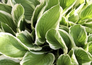 It's primetime for hostas.