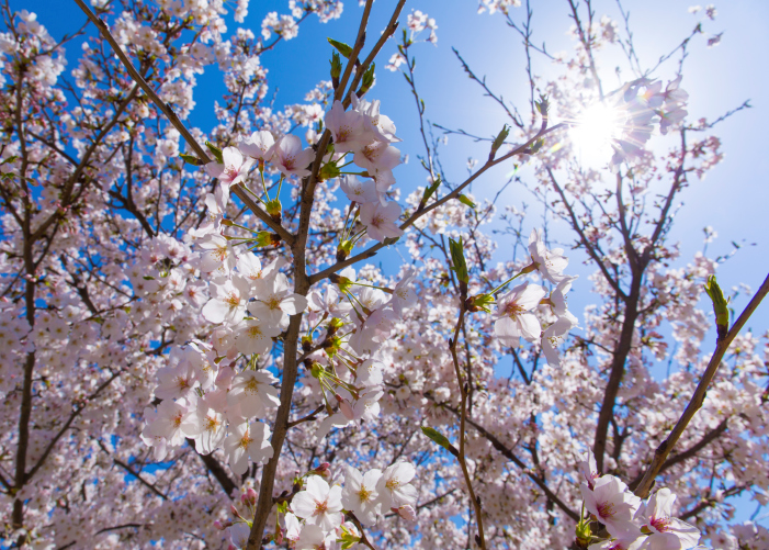 Cherry tree