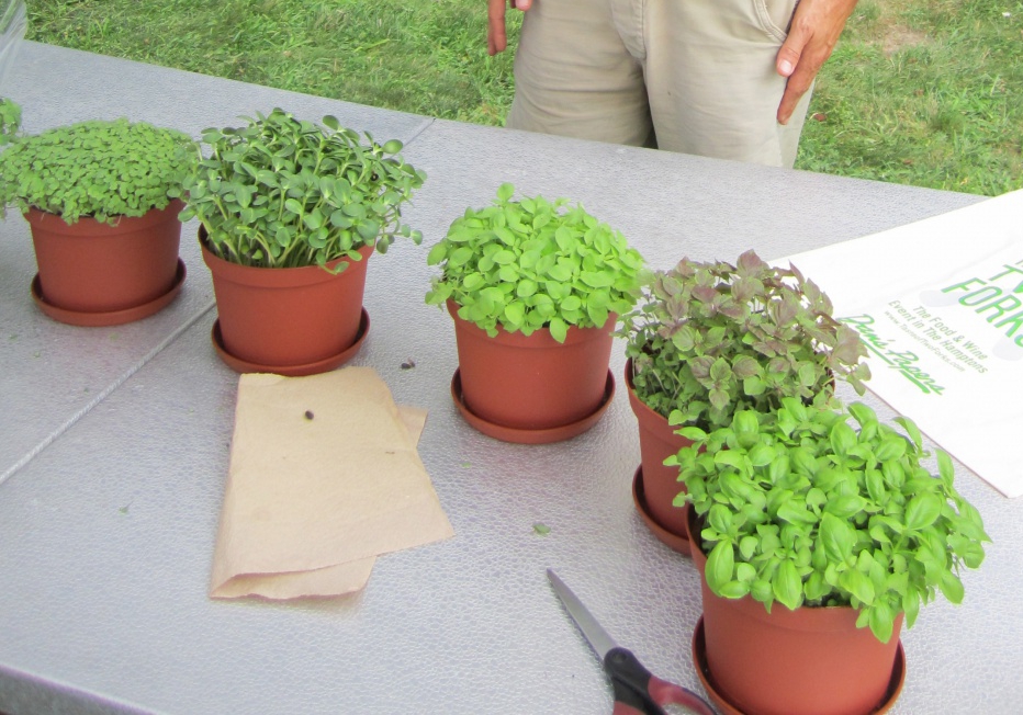 microgreens