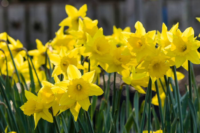 Flower bed with yellow daffodil flowers blooming in the spring.