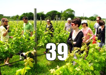 Get out for a vineyard tour on the East End.