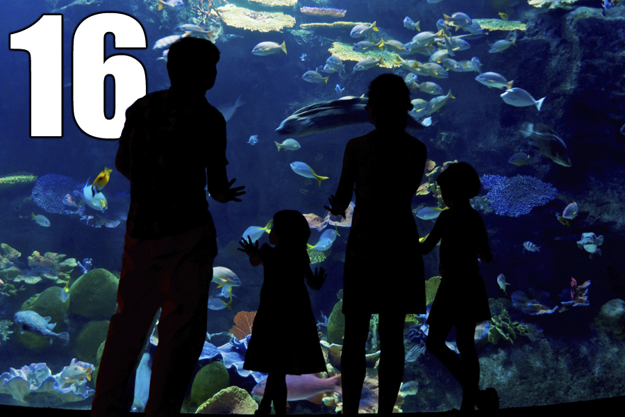 50 Things Aquarium #16