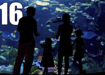 50 Things Aquarium #16