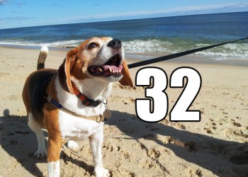 Walk your dog on a Hamptons beach before you can't! Photo of Waffle