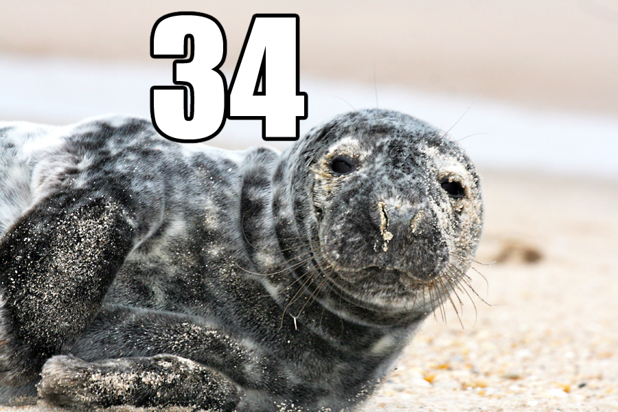50 Things to do Before Memorial Day Seal spotting #34