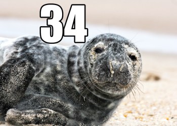 50 Things to do Before Memorial Day Seal spotting #34