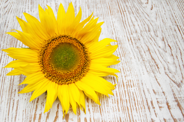 Sunflower When buying flowers, local is the freshest.