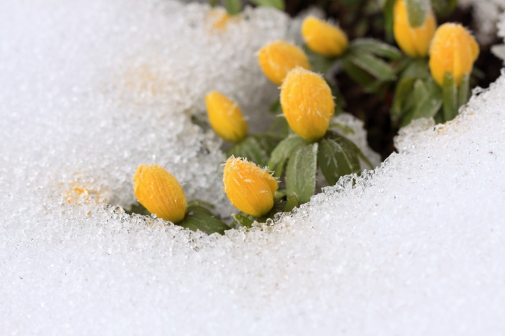 Beautiful Winter Aconite / Eranthis hyemalis/ in snow