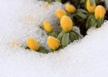Beautiful Winter Aconite / Eranthis hyemalis/ in snow