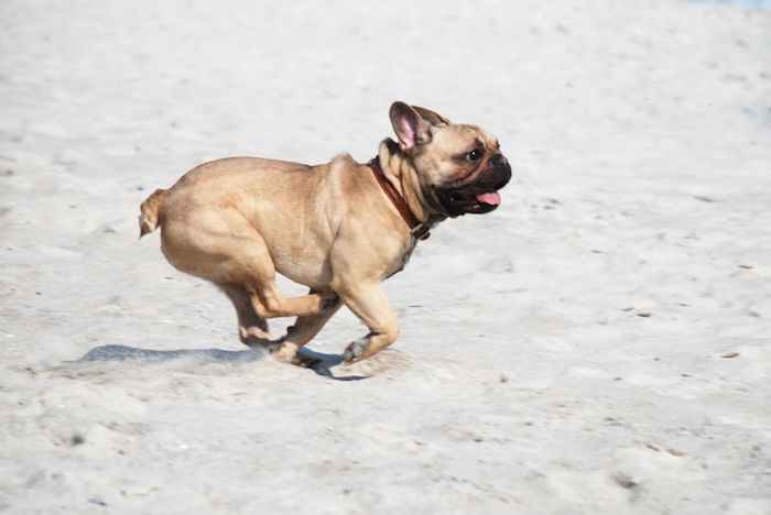 dog on beach