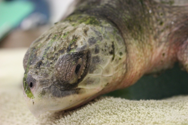 A cold-stunned sea turtle.