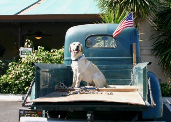 Keeps pets safe during Memorial Day weekend BBQs.