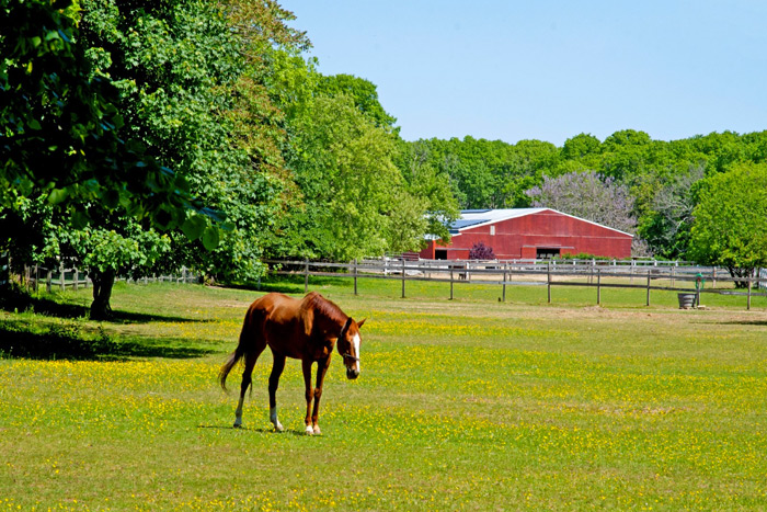 Eighty-Dollar Champion Horse Farm