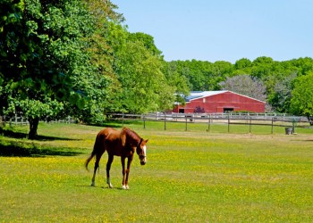 Eighty-Dollar Champion Horse Farm