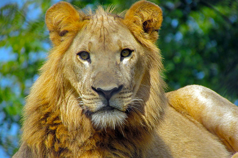 Bridgehampton billionaire Hans Van der Klerk will wait another week before releasing 26 African lions in the Hamptons, imported from his home country of South Africa.