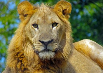 Bridgehampton billionaire Hans Van der Klerk will wait another week before releasing 26 African lions in the Hamptons, imported from his home country of South Africa.