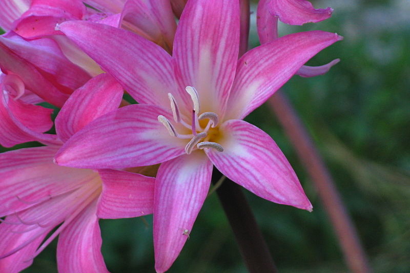 Amaryllis