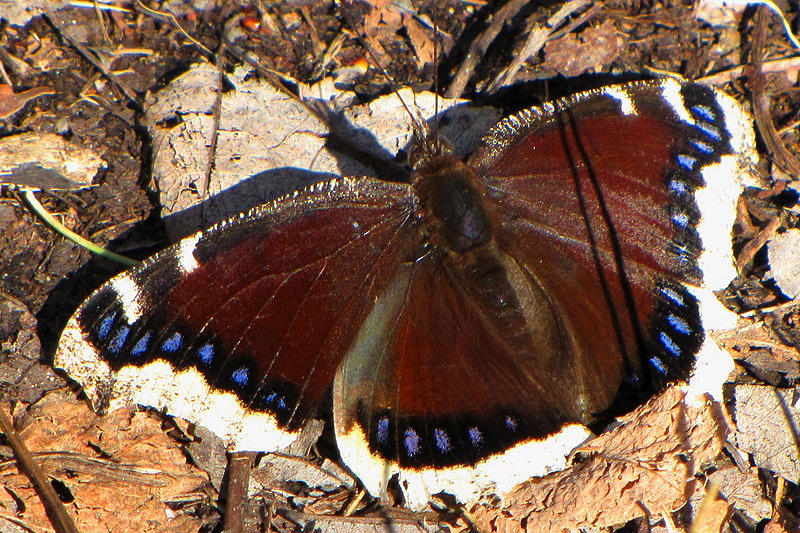 Mourning cloak butterfly.