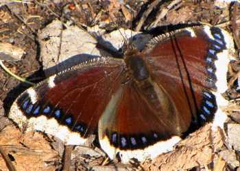 Mourning cloak butterfly.