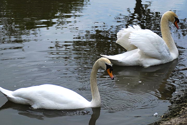 Mute swans.