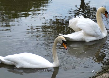 Mute swans.