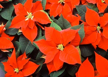 Poinsettias