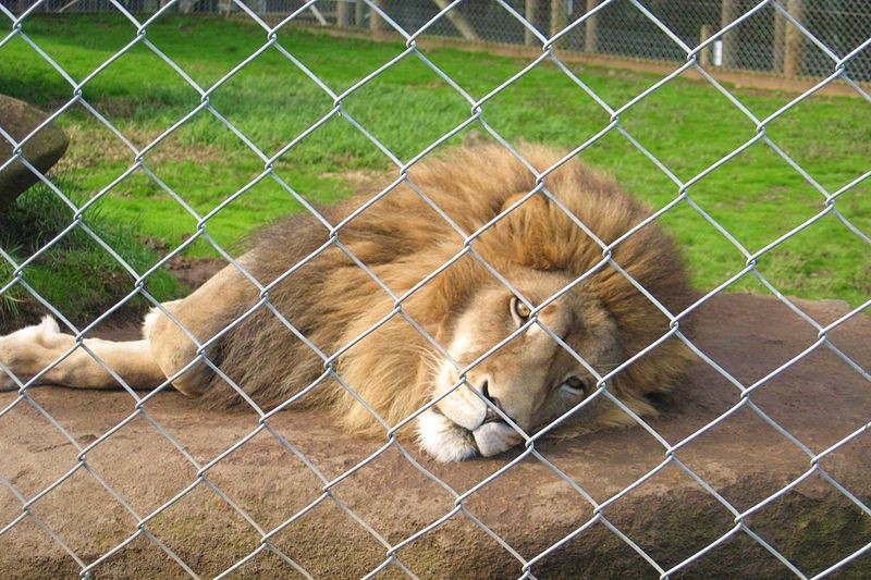 Bridgehampton billionaire Hanz van Der Klerk, a South African native, plans to release 26 African lions in the Hamptons December 30 to cull the deer population. Photo credit: ZooHistorian/Wikimedia Commons