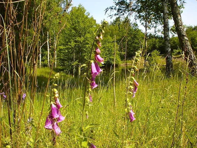 flowers purple