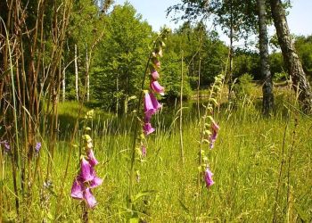 flowers purple