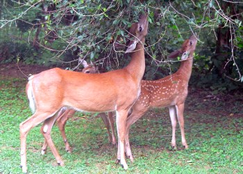 Deer grazing.