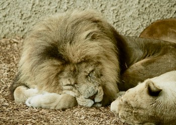 Two of the lions billionaire Hans Van Der Klerk was sending back to South Africa were unaccounted for when the cargo plane landed.