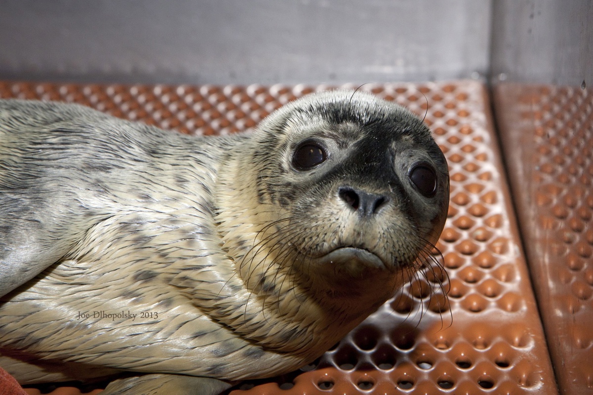 Seal Penny. Credit: Riverhead Foundation