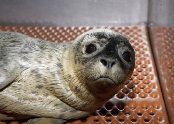 Seal Penny. Credit: Riverhead Foundation