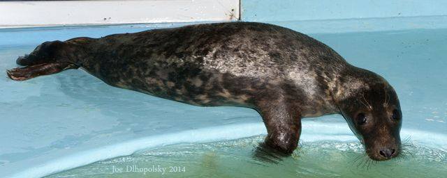 Mariposa, a gray seal.