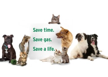 ARF presents Long Island’s Best! A Pet Adoption Expo on April 5