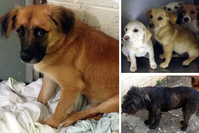 Just a few of the lucky dogs ARF is saving in South Carolina