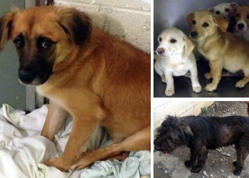 Just a few of the lucky dogs ARF is saving in South Carolina