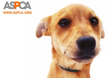ASPCA-Dog-Wallpaper-against-animal-cruelty-4484862-1024-768