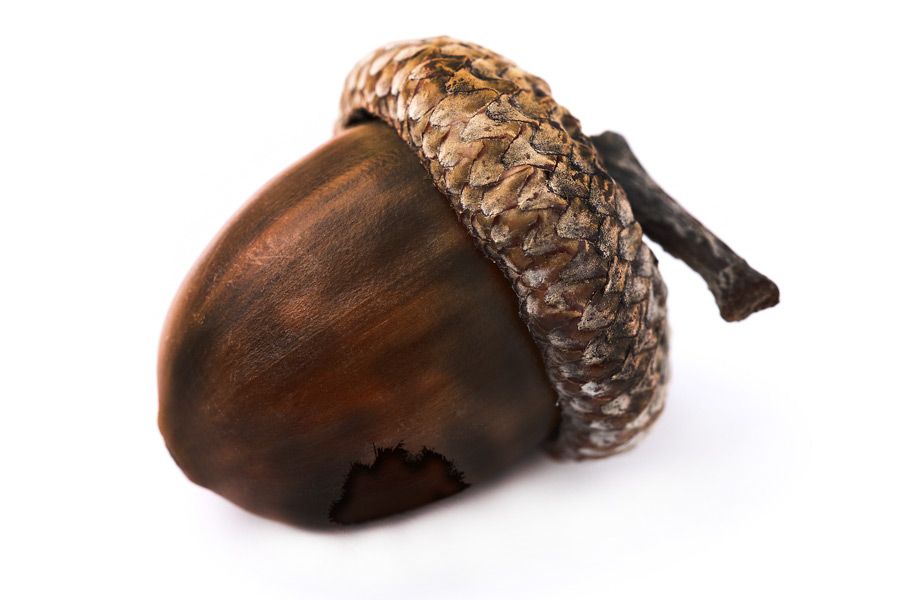 The answer is in this scorched acorn