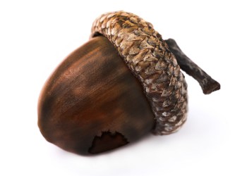 The answer is in this scorched acorn