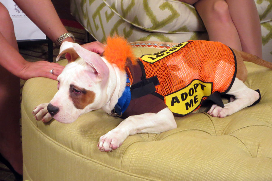 Adoptable Puppy in the Gramercy Lane media Lounge