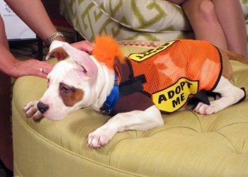 Adoptable Puppy in the Gramercy Lane media Lounge