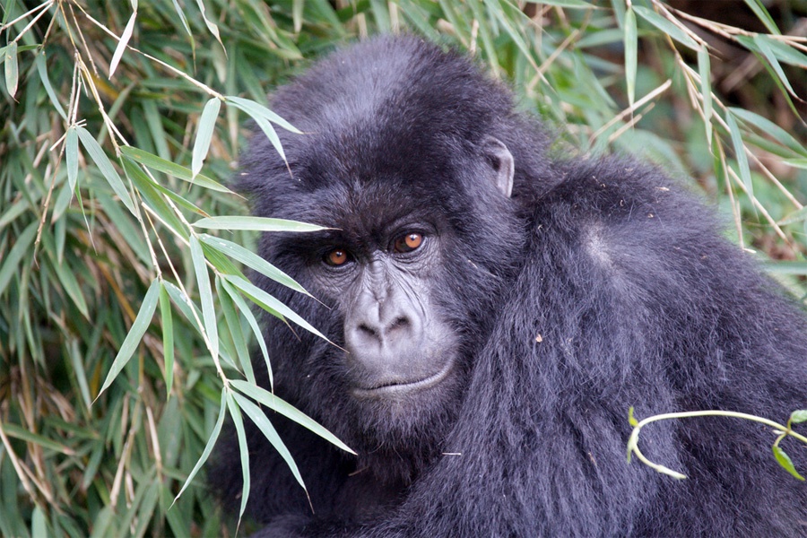 African Gorilla