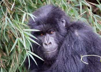 African Gorilla
